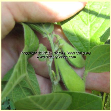'Gion' soybean pods.