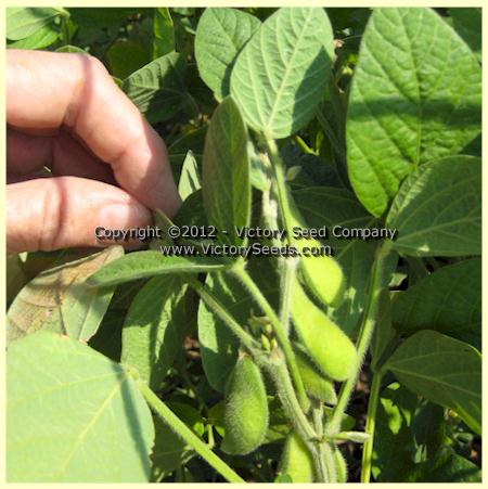 'Gion' soybean pods.