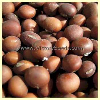 'Grignon 18' soybean seeds