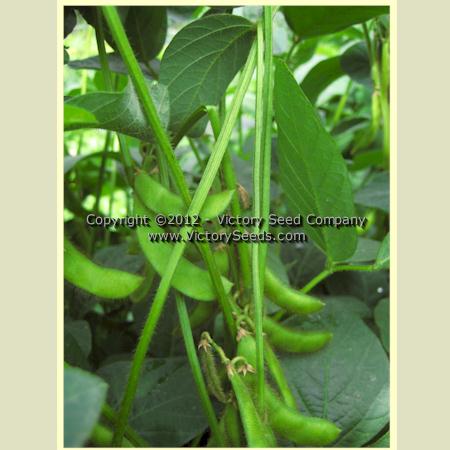 'Hei Pi Qing Rang' soybean pods.
