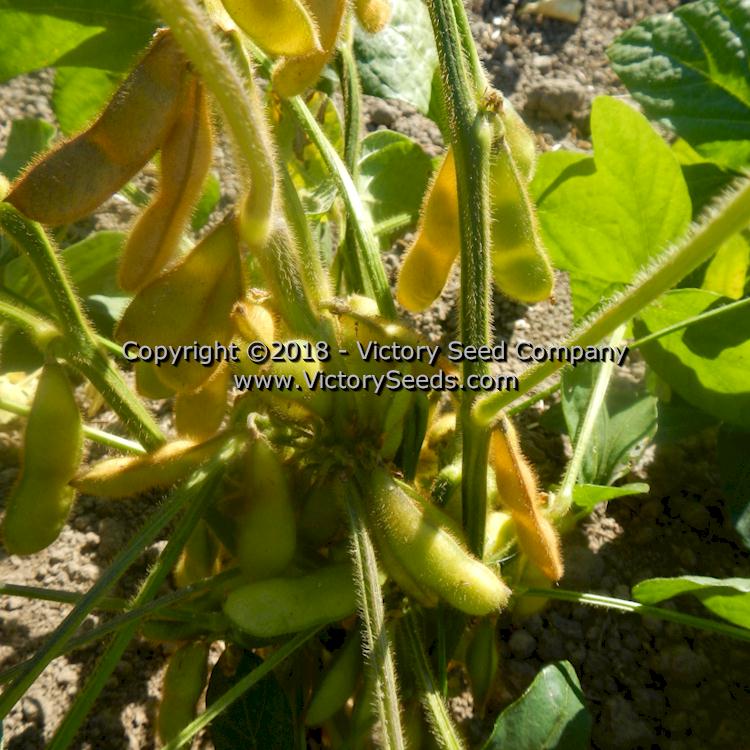 Drying 'Hidatsa' soybean pods.
