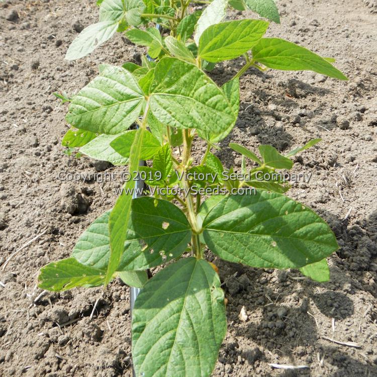 Developing 'Hidatsa' soybean plants.