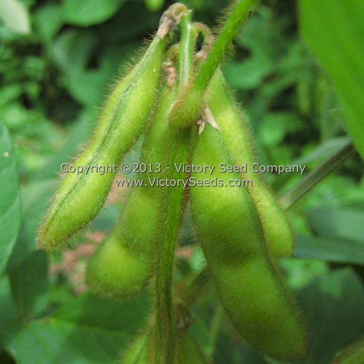 'Hidatsa' soybean pods.