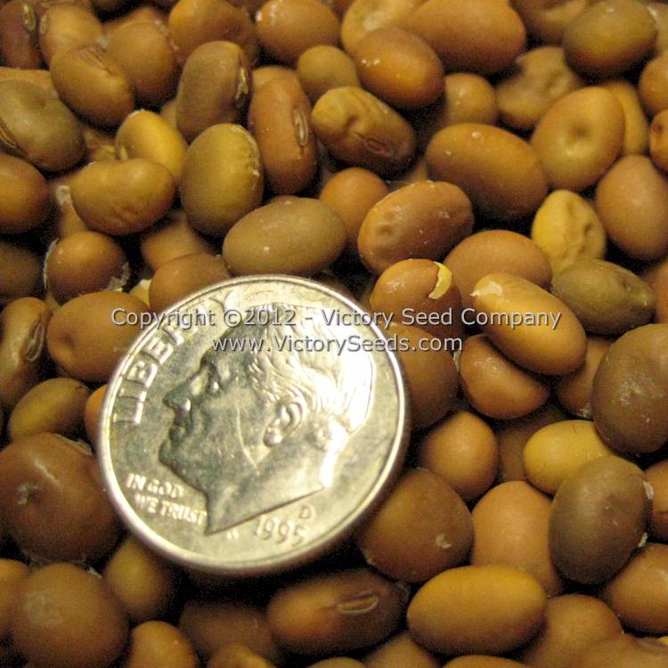 'Jacques Brown' soybean seeds.