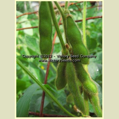 'Jacques Brown' soybean pods.