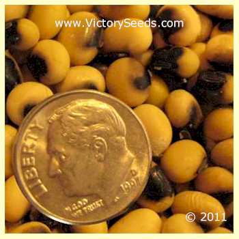 'Jewel' soybeans.