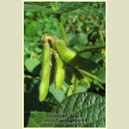 'Jewel' soybean pods.