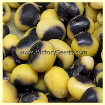 'Jewel' soybean seeds.