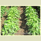 'Ji Lin 15' plants in the 2008 USDA Maintenance Trial in Urbana, IL - Photo taken by Esther Peregrine of the USDA ARS.
