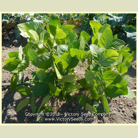 'Karikachi 3' soybean plants.