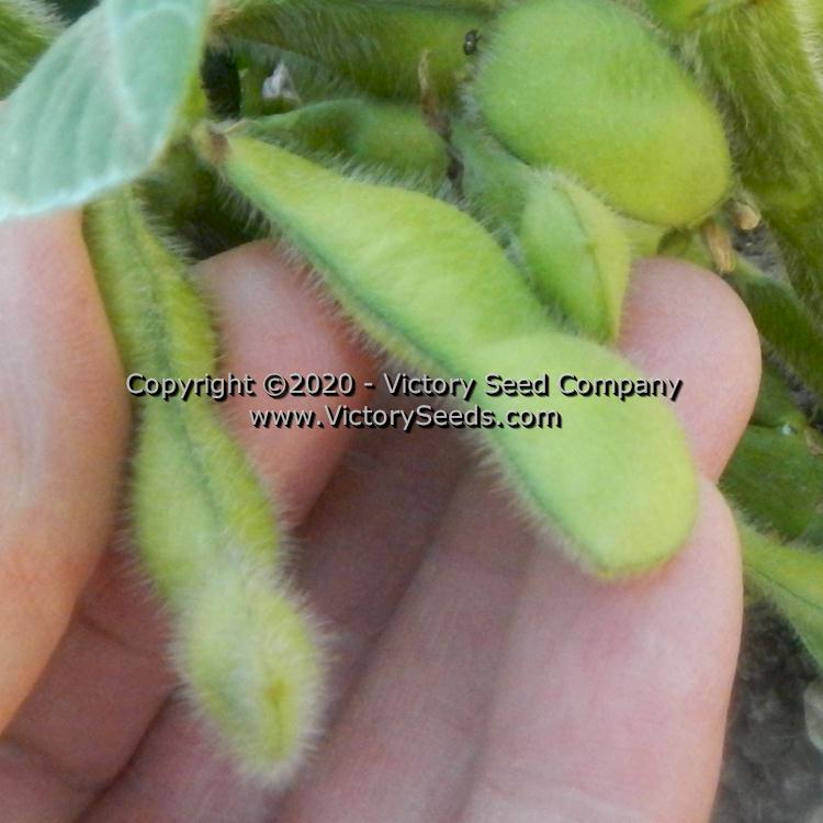 'Kenko' soybean pods.
