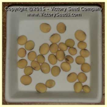 'Kodaizu' soybean seeds.