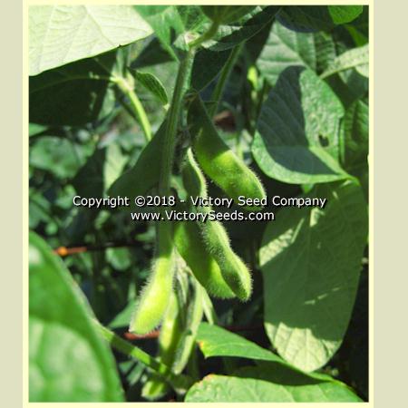 'Krasnoarmejscaja' soybean pods.