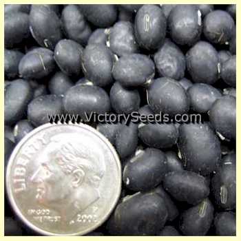 'Lammer's Black' soybean seeds.