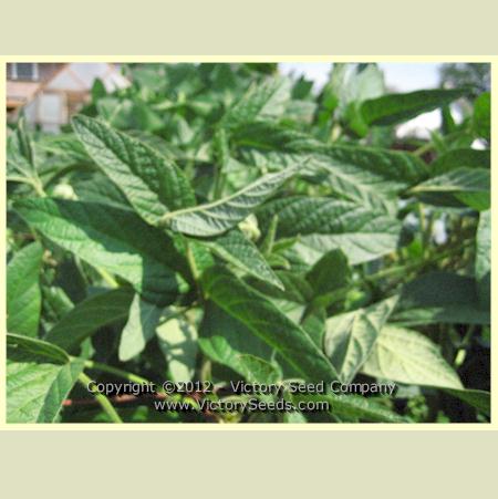 'Lammer's Black' soybean plants.