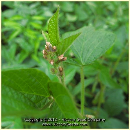 'Lucky Lion' soybean flowers.