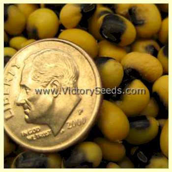 'Mandarin A' soybean seeds