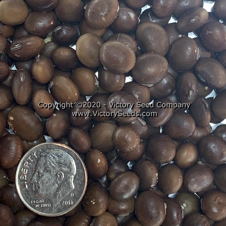 'Manitoba Brown' soybean seeds.