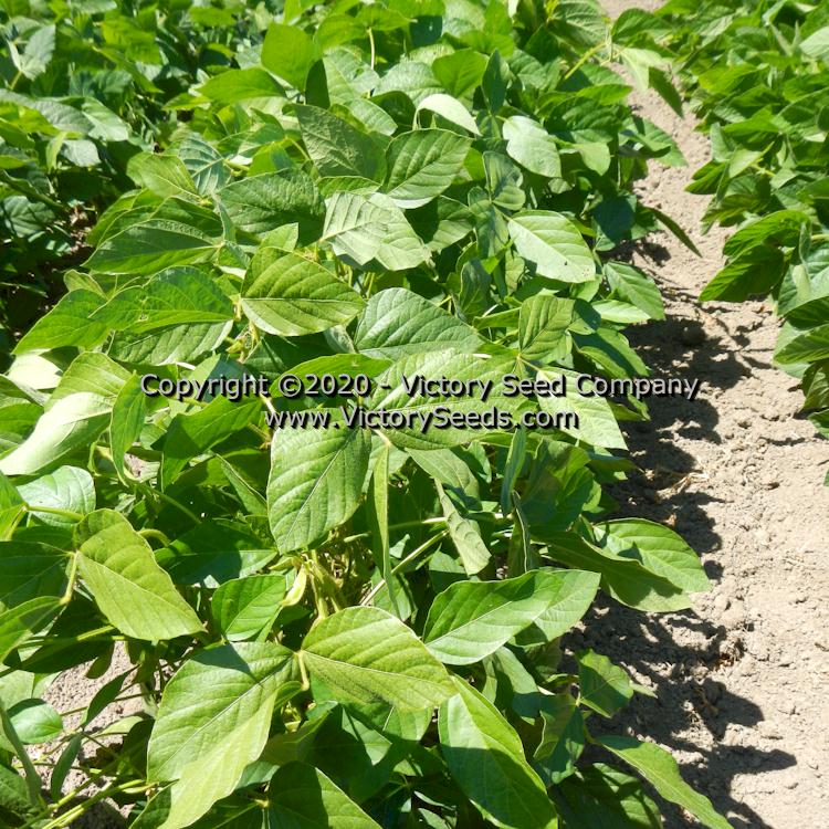 'Manitoba Brown' soybean plants.