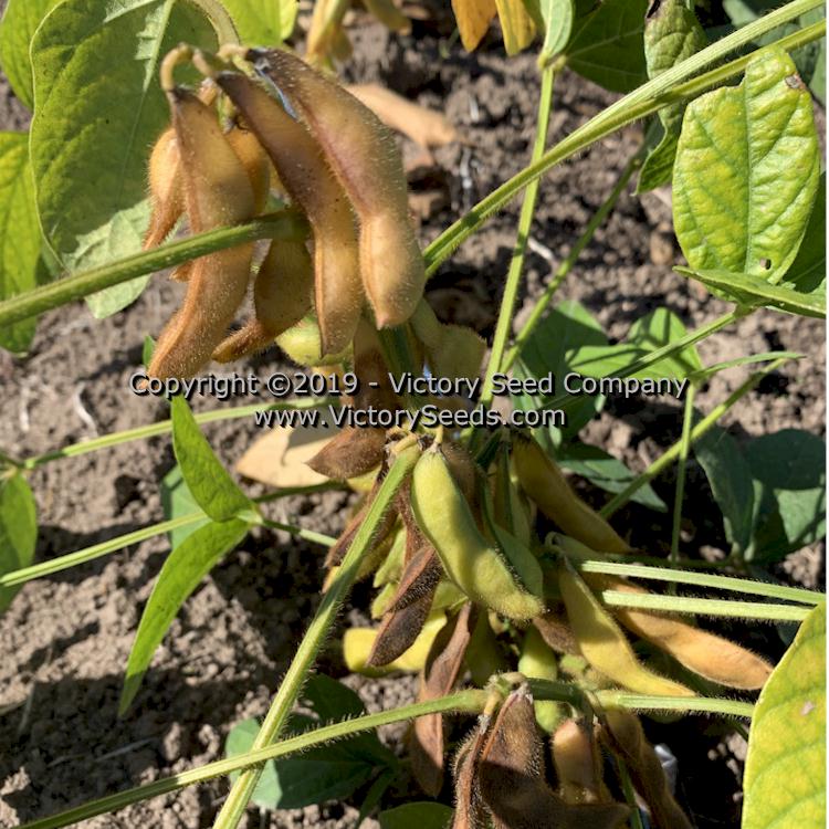 Manturing 'Manitoba Brown' soybean pods.