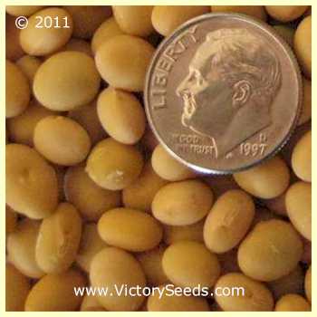 'Maple Arrow' soybean seeds.