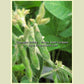 'Maple Arrow' soybean flowers and developing pods.