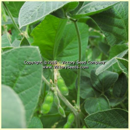 'Maple Arrow' soybean plant.
