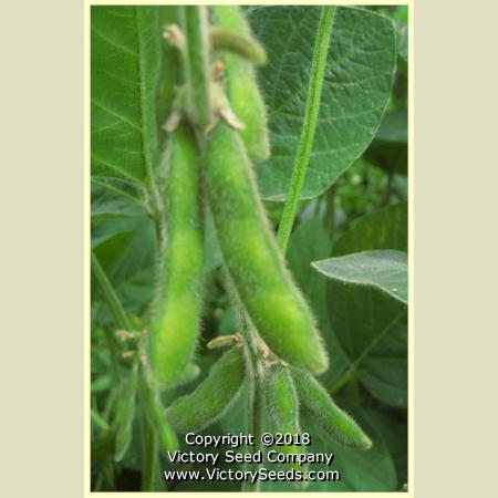 'Maple Arrow' soybean pods.