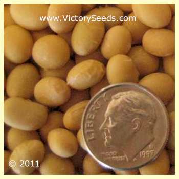 'Maple Glen' soybean seeds