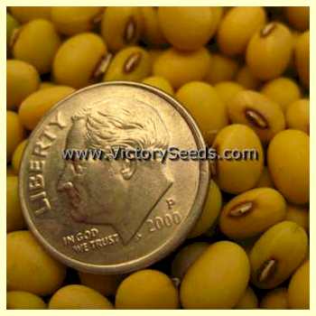 'Mica Ungara' soybean seeds