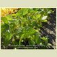 'Midori Giant' soybean plants.