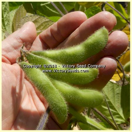 Envy Soybean - Victory Seeds® – Victory Seed Company