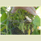 'Midori Giant' soybean pods.