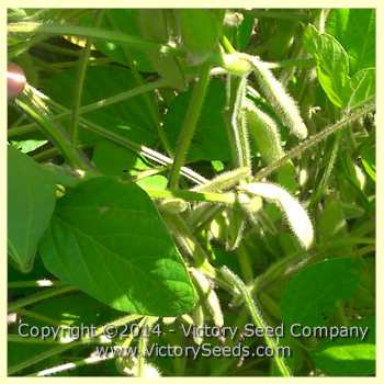 'Midori Giant' soybean pods.