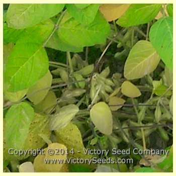 Mature 'Midori Giant' soybean pods.