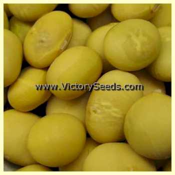 'Misono Green' soybean seeds