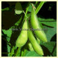'Misono Green' soybean pods