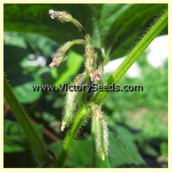 'Misono Green' soybean pods