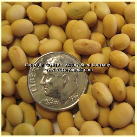 'Morlanvia' soybean seeds.