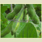 'Morlanvia' soybean pods.