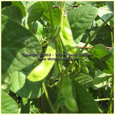 Developing 'Natsu Kurakake' soybean pods.