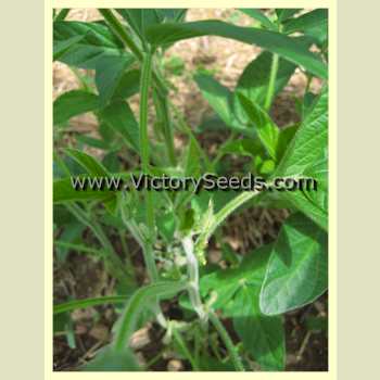 'Nen Feng' soybean plant.