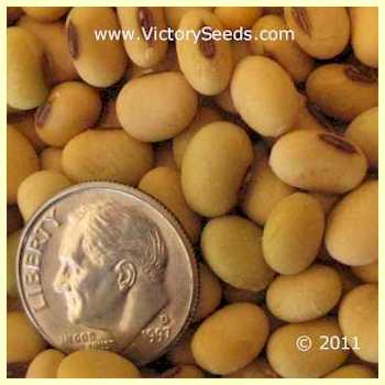 'OAC Aries' soybean seeds