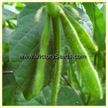 'OAC Aries' soybean pods