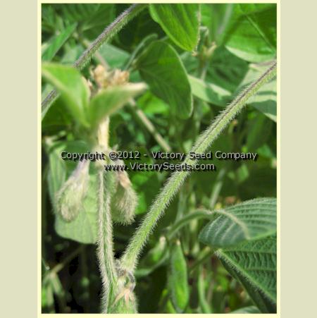'Ozzie' soybean flowering tips.