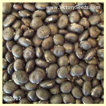 'Panther' soybean seeds