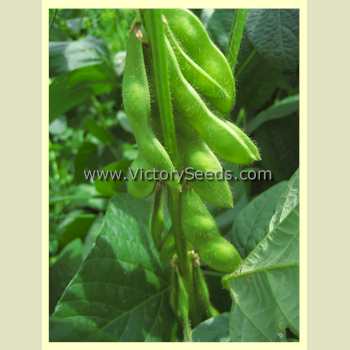 'Panther' soybean pods