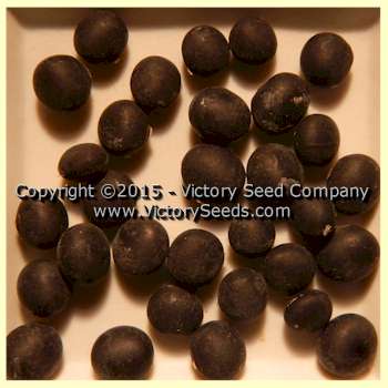 'Rouest 13A12' soybeans.