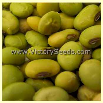 'Saint Ita' soybean seeds.
