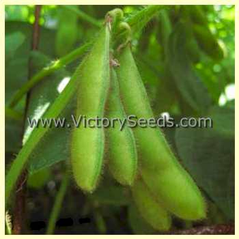 'Saint Ita' soybean pods.